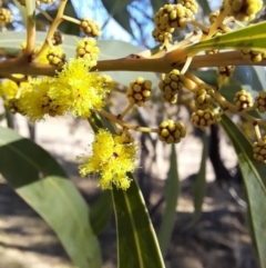 Acacia rubida at Rendezvous Creek, ACT - 22 Jul 2023 10:42 AM