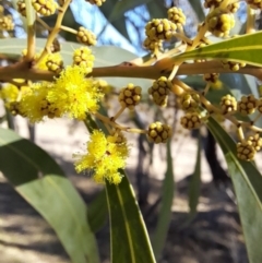 Acacia rubida at Rendezvous Creek, ACT - 22 Jul 2023 10:42 AM