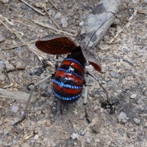 Acripeza reticulata at Rendezvous Creek, ACT - 19 Apr 2023