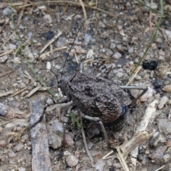 Acripeza reticulata at Rendezvous Creek, ACT - 19 Apr 2023 02:22 PM