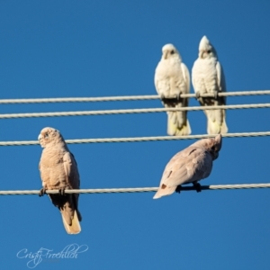 Cacatua sanguinea at Page, ACT - 16 Jul 2023