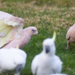 Cacatua sanguinea at Page, ACT - 16 Jul 2023