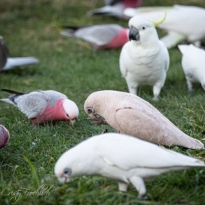 Cacatua sanguinea at Page, ACT - 16 Jul 2023