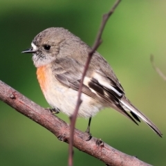 Petroica boodang (Scarlet Robin) at Wodonga, VIC - 23 Jul 2023 by KylieWaldon