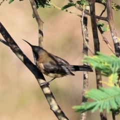 Acanthorhynchus tenuirostris (Eastern Spinebill) at Wodonga, VIC - 23 Jul 2023 by KylieWaldon