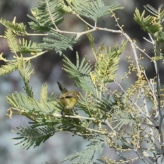 Acanthiza nana (Yellow Thornbill) at Wodonga, VIC - 23 Jul 2023 by KylieWaldon