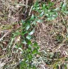 Asparagus asparagoides (Bridal Creeper, Florist's Smilax) at Tarago, NSW - 23 Jul 2023 by DrDJDavidJ