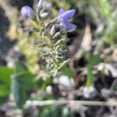 Veronica perfoliata at Kowen, ACT - 22 Jul 2023