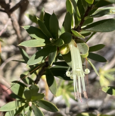 Styphelia triflora (Five-corners) at Kowen Escarpment - 22 Jul 2023 by JaneR