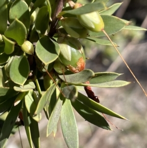 Styphelia triflora at Kowen, ACT - 22 Jul 2023