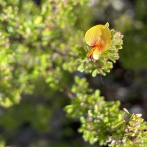 Pultenaea microphylla at Kowen, ACT - 22 Jul 2023