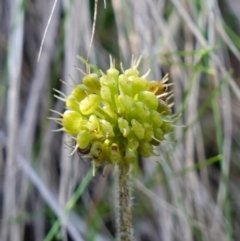 Hydrocotyle laxiflora (Stinking Pennywort) at Mount Jerrabomberra - 21 Apr 2023 by RobG1