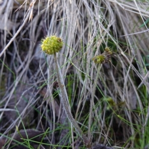 Hydrocotyle laxiflora at Jerrabomberra, NSW - 21 Apr 2023