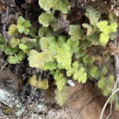 Asplenium subglandulosum (Blanket Fern) at Kowen, ACT - 22 Jul 2023 by JaneR