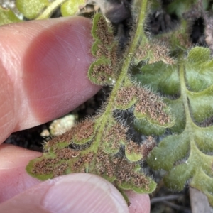 Pleurosorus rutifolius at Kowen, ACT - 22 Jul 2023