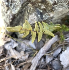 Pellaea calidirupium (Hot Rock Fern) at Kowen Escarpment - 22 Jul 2023 by JaneR