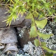 Pellaea calidirupium at Kowen, ACT - 22 Jul 2023