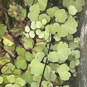 Adiantum aethiopicum at Kowen, ACT - suppressed