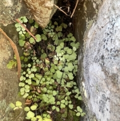 Adiantum aethiopicum at Kowen, ACT - suppressed