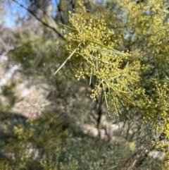 Acacia boormanii (Snowy River Wattle) at Kowen, ACT - 22 Jul 2023 by JaneR