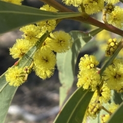 Acacia rubida (Red-stemmed Wattle, Red-leaved Wattle) at Kowen, ACT - 22 Jul 2023 by JaneR