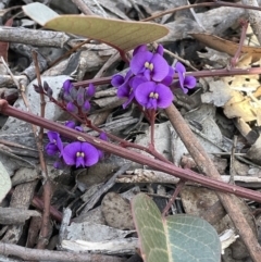 Hardenbergia violacea (False Sarsaparilla) at Kowen, ACT - 22 Jul 2023 by JaneR