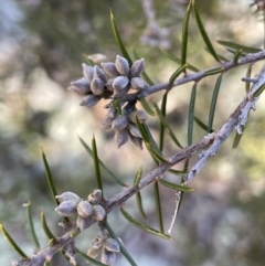 Dillwynia sieberi (Sieber's Parrot Pea) at Kowen, ACT - 22 Jul 2023 by JaneR