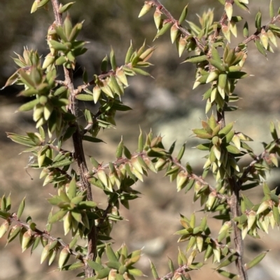 Leucopogon fletcheri subsp. brevisepalus (Twin Flower Beard-Heath) at Kowen Escarpment - 22 Jul 2023 by JaneR