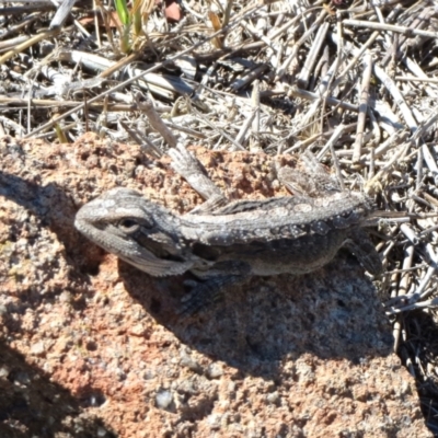 Amphibolurus muricatus (Jacky Lizard) at Belconnen, ACT - 3 Dec 2018 by sangio7