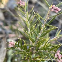 Lissanthe strigosa subsp. subulata (Peach Heath) at Kowen, ACT - 22 Jul 2023 by JaneR