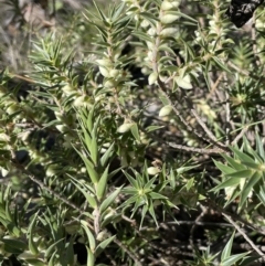 Melichrus urceolatus (Urn Heath) at Kowen, ACT - 22 Jul 2023 by JaneR