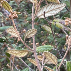 Pomaderris betulina subsp. actensis at Kowen, ACT - 22 Jul 2023