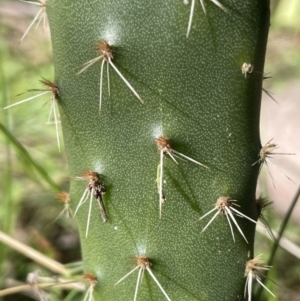 Opuntia elata at Hackett, ACT - 19 Jul 2023 10:59 AM