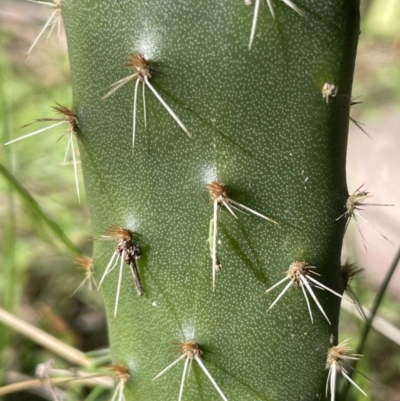 Opuntia elata (A Prickly Pear) at Hackett, ACT - 19 Jul 2023 by JaneR