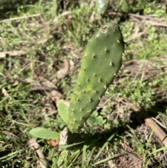 Opuntia elata at Hackett, ACT - 19 Jul 2023