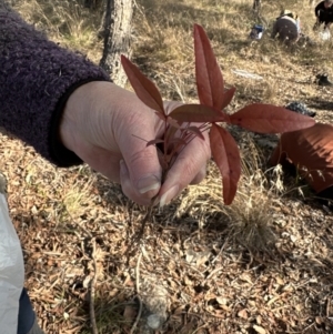 Nandina domestica at Latham, ACT - 23 Jul 2023