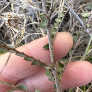 Bossiaea buxifolia at Latham, ACT - 23 Jul 2023 03:23 PM