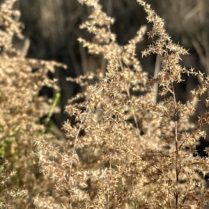 Cassinia sifton at Latham, ACT - 23 Jul 2023