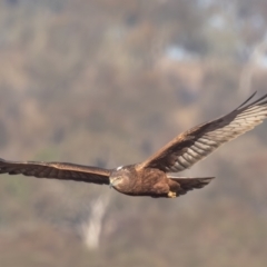 Circus approximans (Swamp Harrier) at Breadalbane, NSW - 23 Jul 2023 by rawshorty