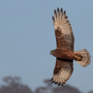 Circus approximans at Breadalbane, NSW - 23 Jul 2023