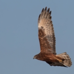 Circus approximans at Breadalbane, NSW - 23 Jul 2023