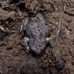 Pseudophryne bibronii (Brown Toadlet) at Borough, NSW - 20 Nov 2017 by Paul4K