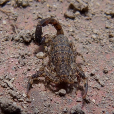 Lychas marmoreus (Little Marbled Scorpion) at Borough, NSW - 20 Nov 2017 by Paul4K