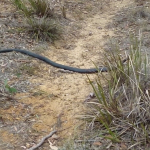 Pseudechis porphyriacus at Borough, NSW - 20 Feb 2018