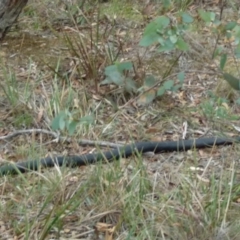 Pseudechis porphyriacus at Borough, NSW - suppressed