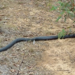 Pseudechis porphyriacus at Borough, NSW - suppressed