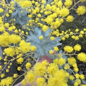 Acacia baileyana x Acacia dealbata at Aranda, ACT - 23 Jul 2023