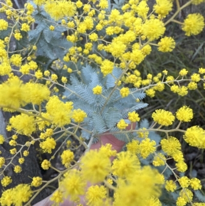 Acacia baileyana x Acacia dealbata (Cootamundra Wattle x Silver Wattle (Hybrid)) at Belconnen, ACT - 23 Jul 2023 by lbradley