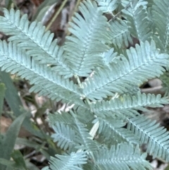 Acacia baileyana x Acacia dealbata at Aranda, ACT - 23 Jul 2023