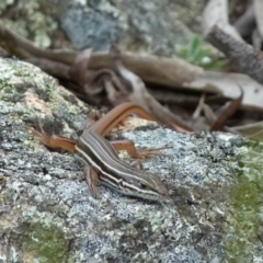 Ctenotus taeniolatus (Copper-tailed Skink) at Boro - 20 Dec 2017 by Paul4K